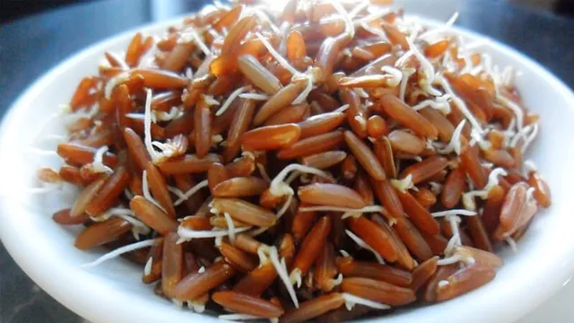Gạo Lứt nảy mầm có tác dụng gì đối với cơ thể? và cách làm gạo lứt nảy mầm tại nhà 